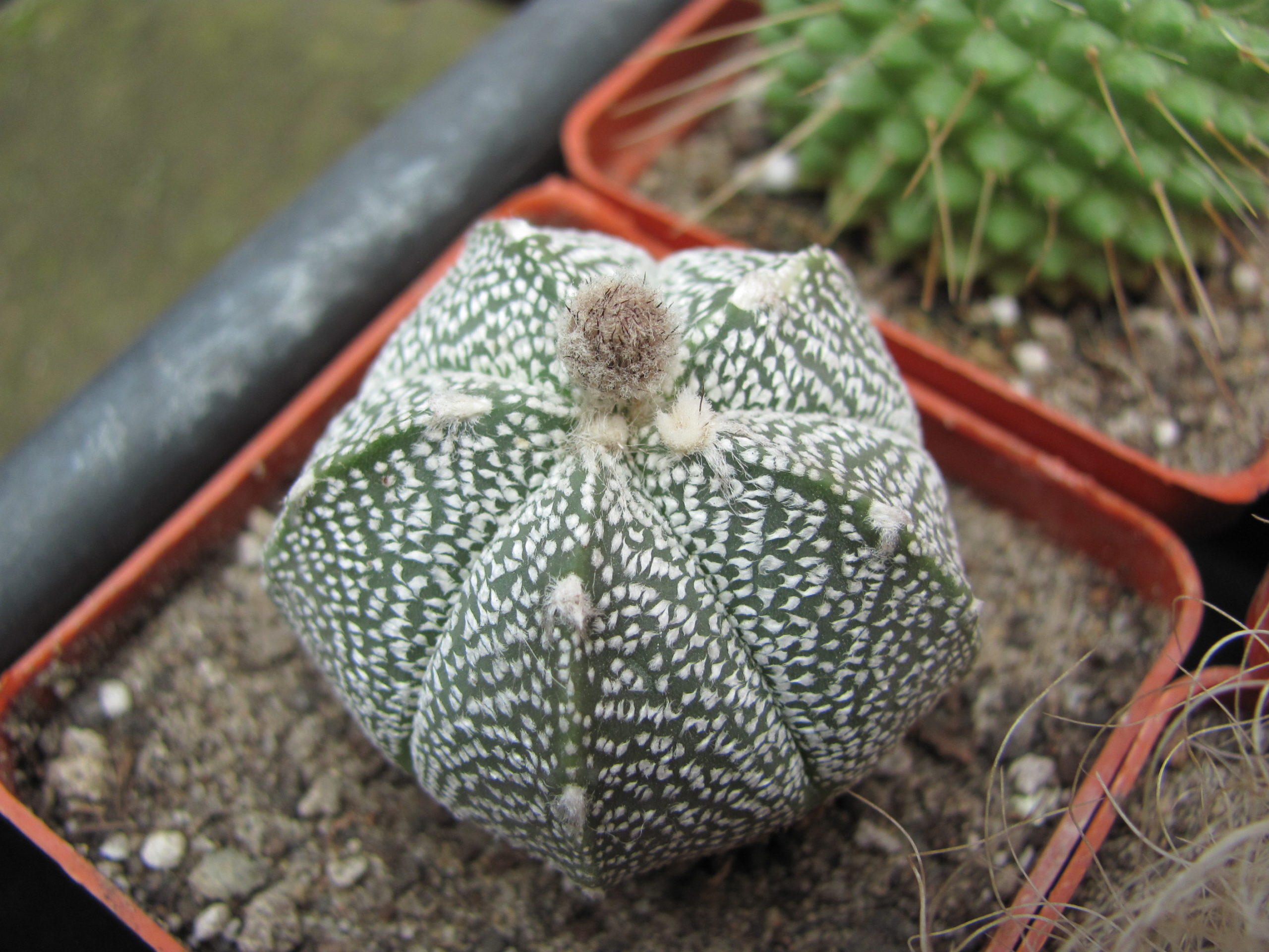 Astrophytum    coahuilense x  Hanazono