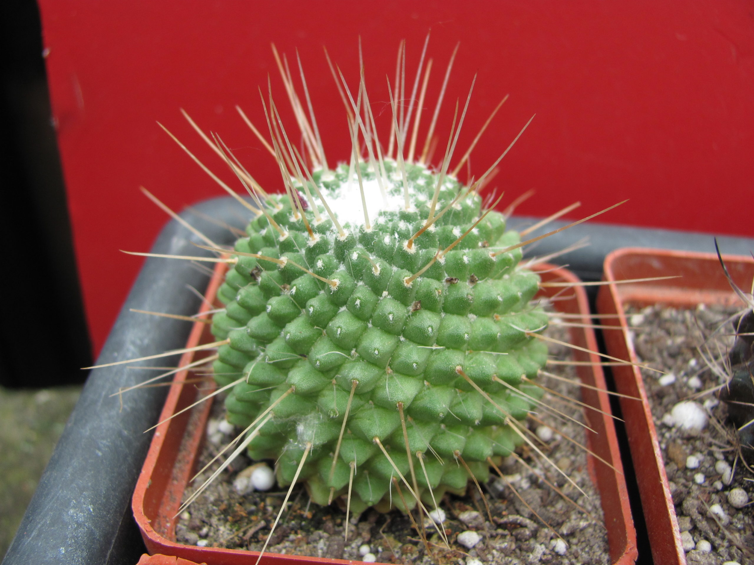 Mammillaria un Pico