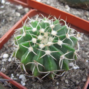 Wigginsia     vorwerkiana