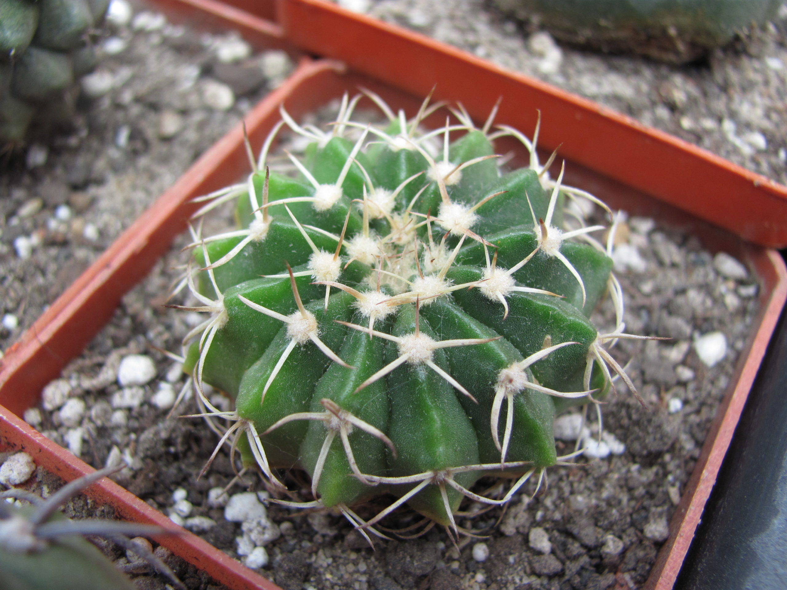 Wigginsia vorwerkiana