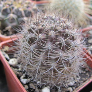 Neoporteria    multicolor      ( black )