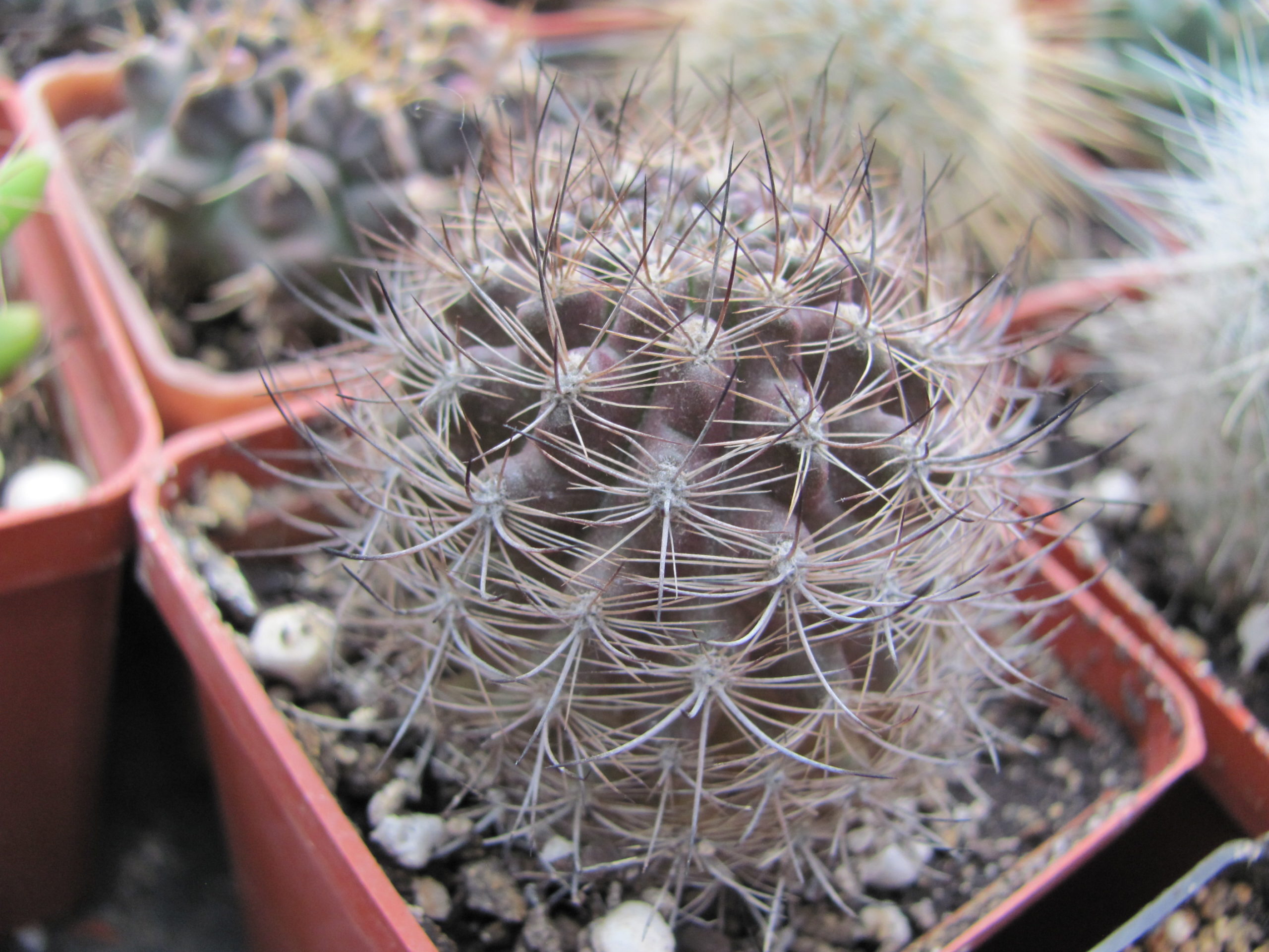 Neoporteria    multicolor      ( black )