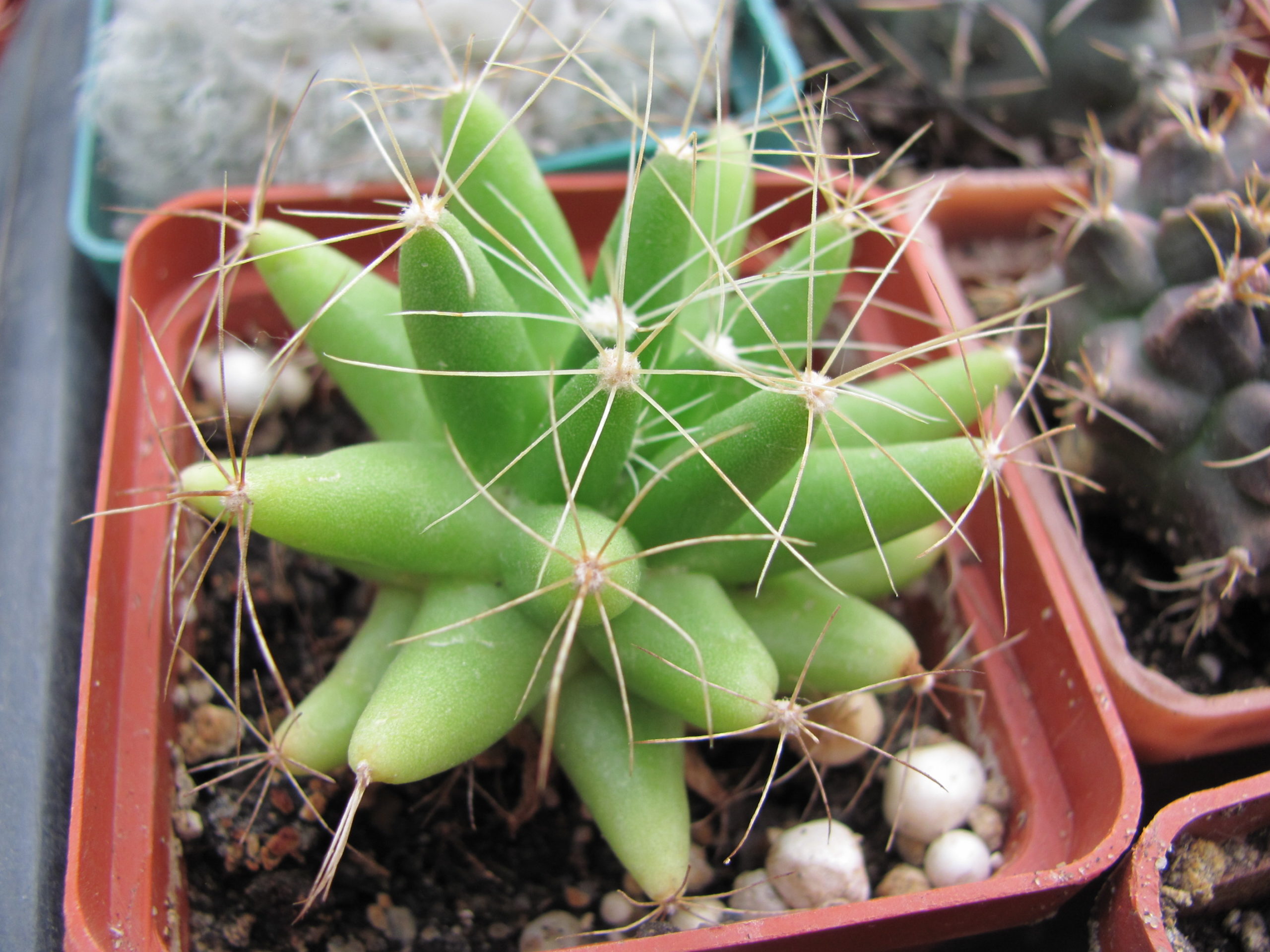 Dolichothele longimamma