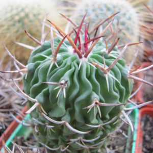 Echinofossulocactus   pentacanthus