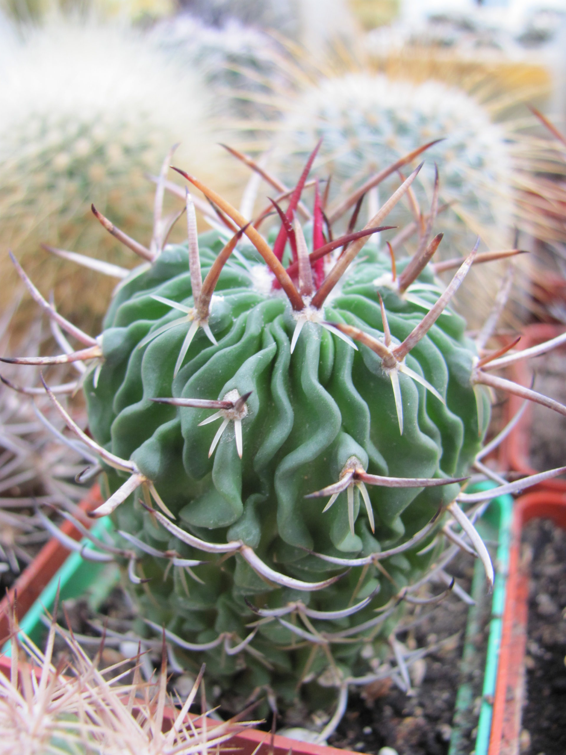 Echinofossulocactus pentacanthus