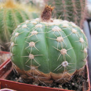 Notocactus    uebelmannianus