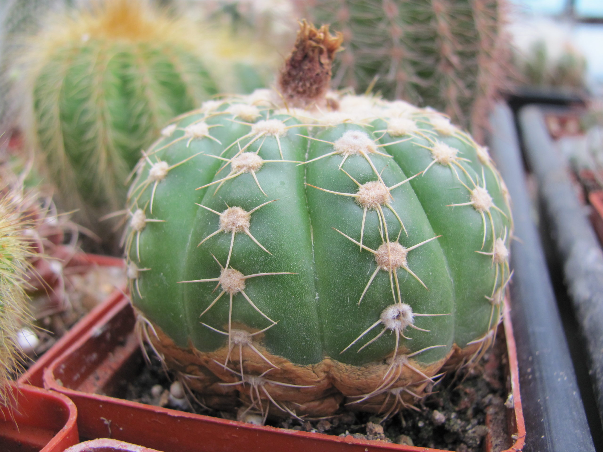 Notocactus uebelmannianus