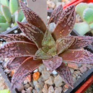 Haworthia schultiana x retusa x comptoniana hybrid
