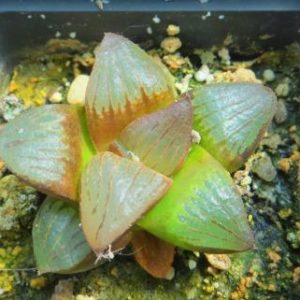 haworthia bayeri jupiter x haworthia black major