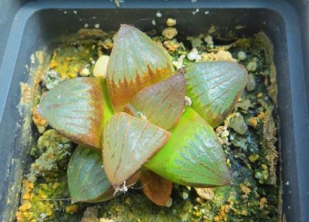 haworthia bayeri jupiter x haworthia black major