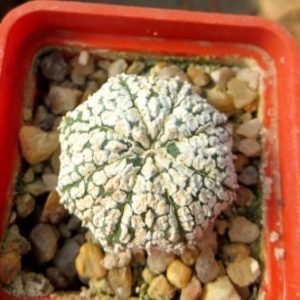astrophytum super kabuto super white