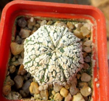 astrophytum super kabuto super white
