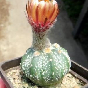 astrophytum pink