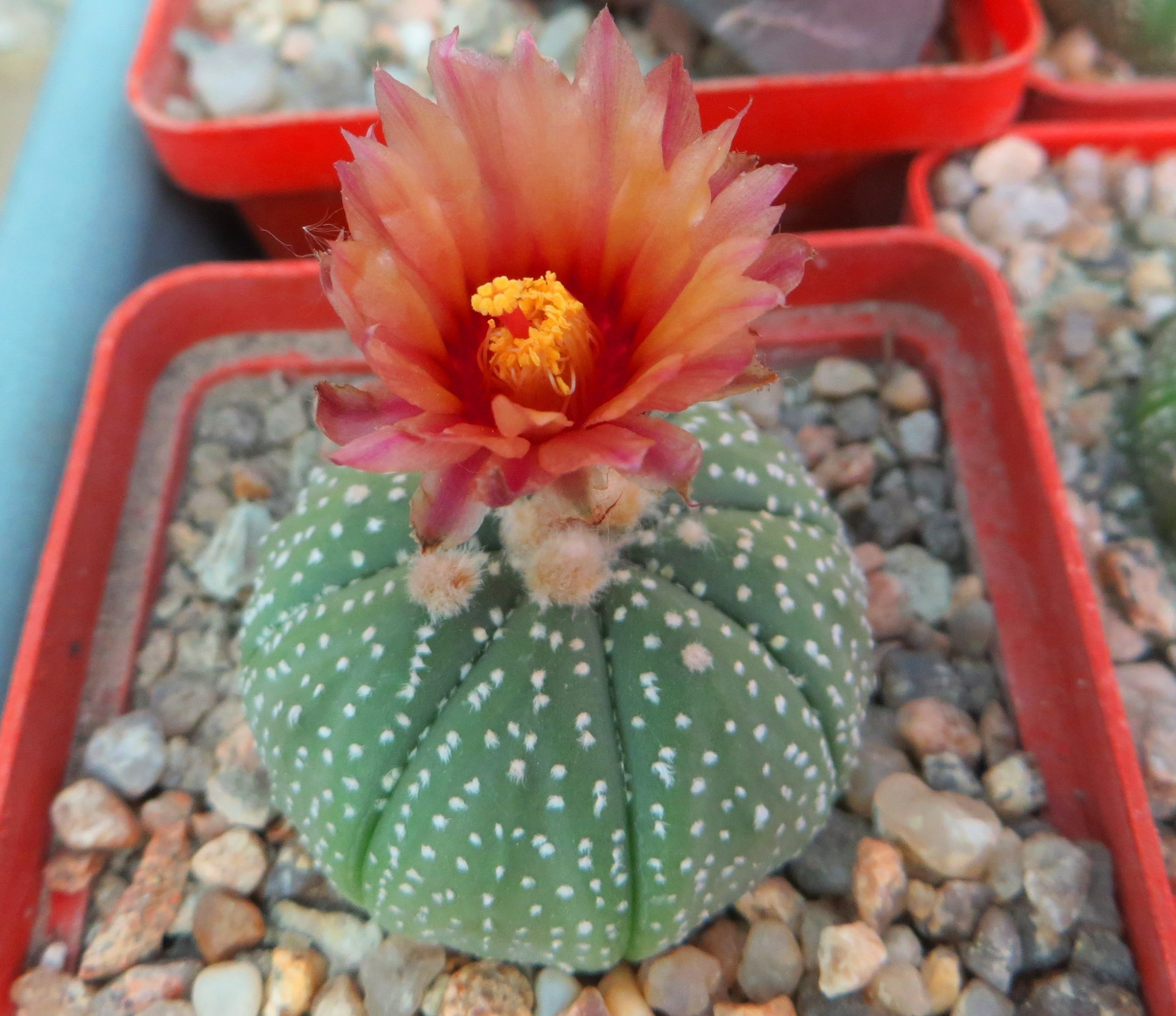 astrophytum rote blute