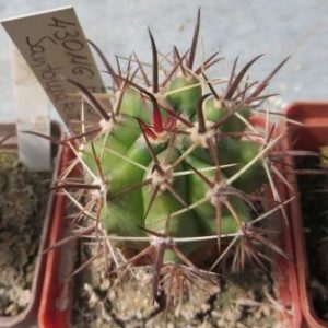 430 MG ferocactus Santa Maria