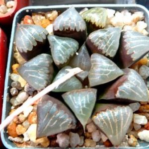 haworthia bayeri x comptonia hybrid Glacier