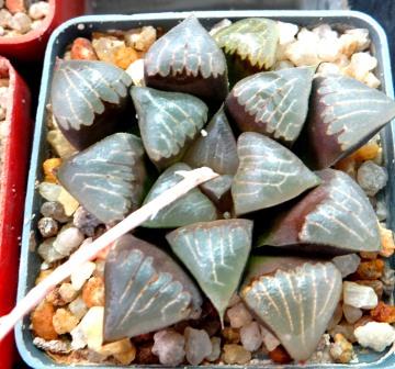 haworthia bayeri x comptonia hybrid Glacier