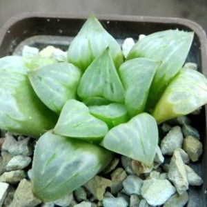 haworthia byakuya mutica