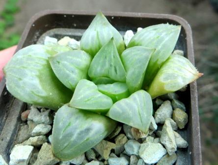 haworthia byakuya mutica