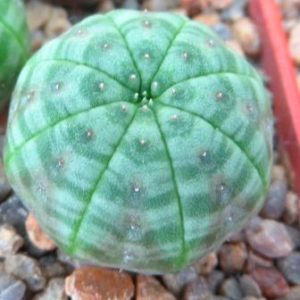 euphorbia obesa