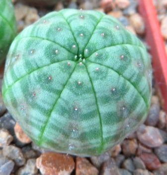 euphorbia obesa