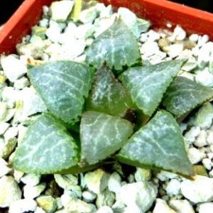 haworthia comptoniana crystal