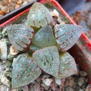 haworthia picta splendens
