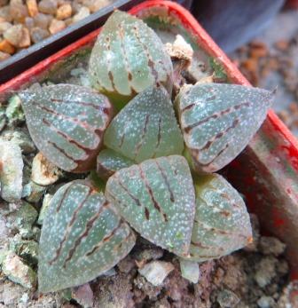 haworthia picta splendens