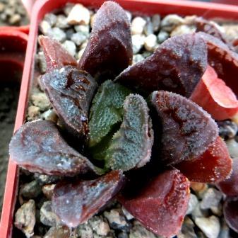 haworthia japanense