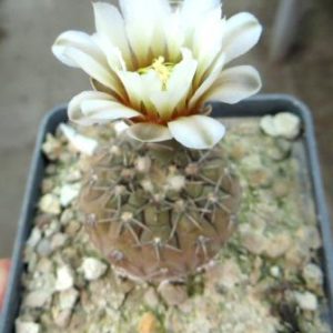 gymnocalycium platygonum