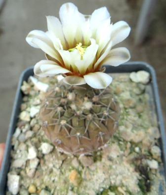gymnocalycium platygonum