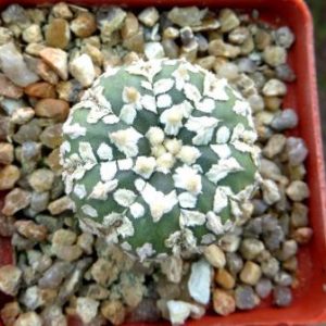astrophytum super kabuto v type