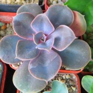 echeveria perle von nurnberg