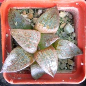 Haworthia comptoniana Glass Compto ex Japan