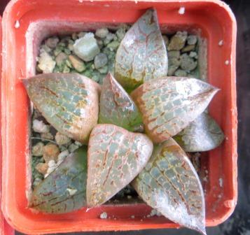 Haworthia comptoniana Glass Compto ex Japan