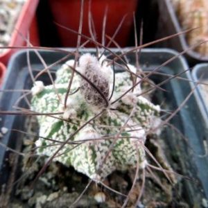 astrophytum hybrid