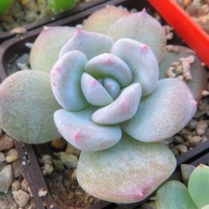 echeveria laui hybrid