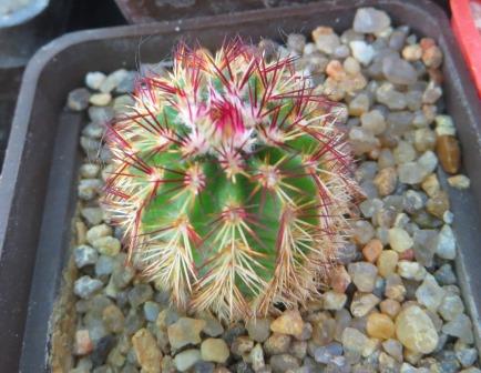echinocereus russanthus