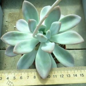 echeveria  white princess