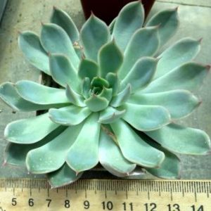 echeveria  spec