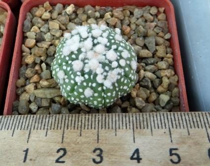 astrophytum hanazono