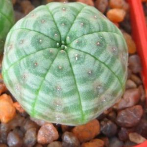 euphorbia obesa