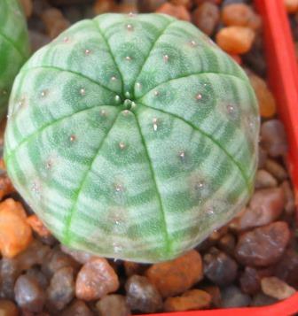 euphorbia obesa