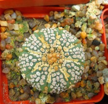 astrophytum super kabuto gold