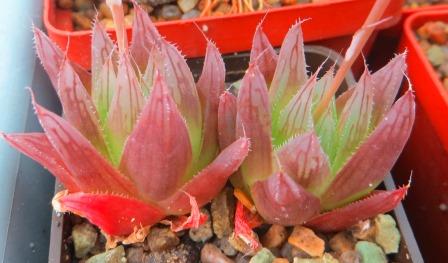 haworthia cooperi leightonii всегда красная