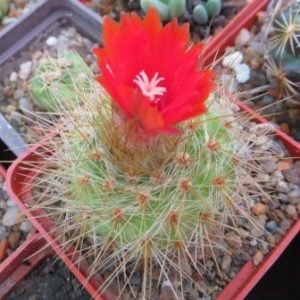 parodia penicillata nivosa