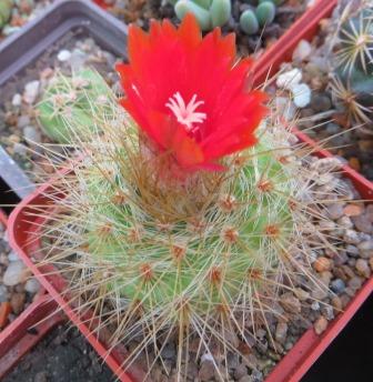 parodia penicillata nivosa