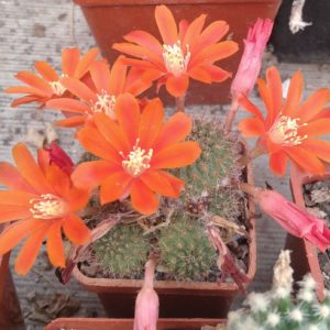 Rebutia tomboensis -s