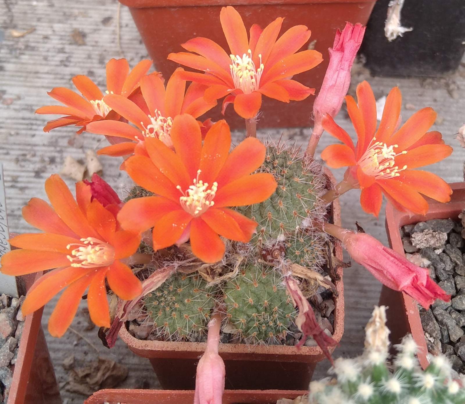 Rebutia tomboensis -s