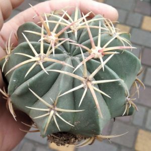 Ferocactus macrodiscus -s